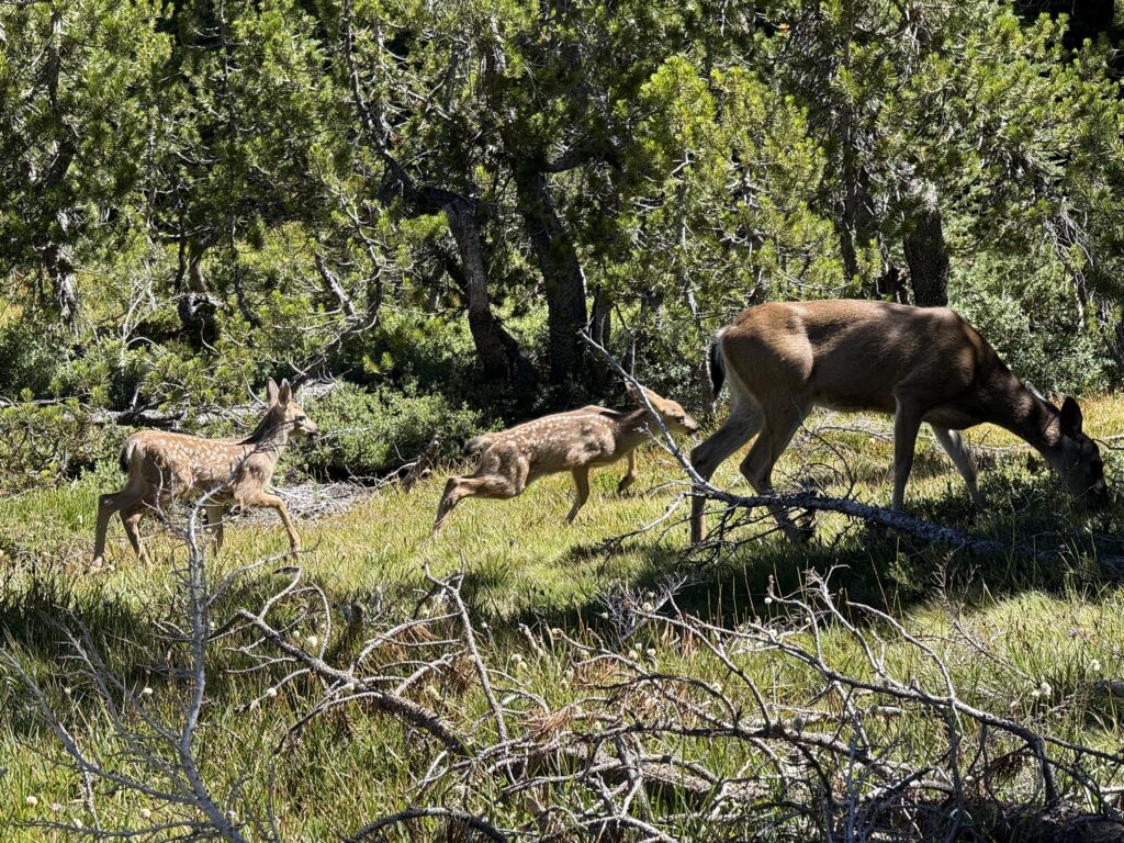 Deer in Yosemite, because it's hard to take a picture of a bear.